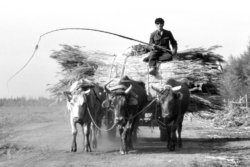 People of Inner Mongolia