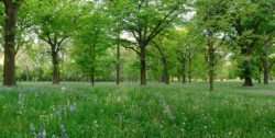 Hagley Park