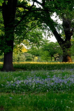 Hagley Park