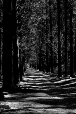 Bottle Lake Trees