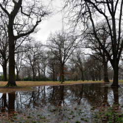 Hagley Park